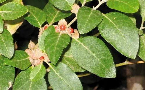 50 Ashwagandha Herb Seeds for planting | Withania somnifera (Indian Ginseng) - Grow Your Own Plant