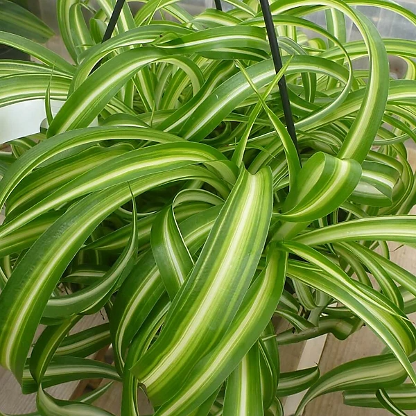 1 Spider Plant Variety Pack | Ocean, Hawaiian, Green, Bonnie Curly | Live Air-Purifying Starter Plants | Easy Indoor Decor | Great Gift