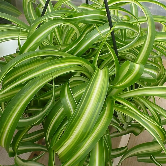 1 Spider Plant Variety Pack | Ocean, Hawaiian, Green, Bonnie Curly | Live Air-Purifying Starter Plants | Easy Indoor Decor | Great Gift
