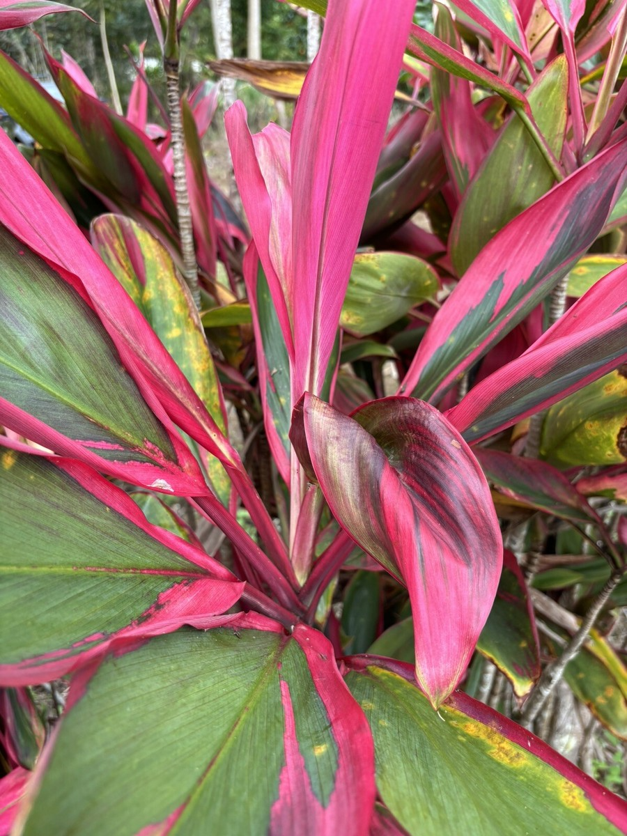 3 Hawaiian Dark Red/Green Hybrid Ti Leaf Fresh Cuttings 6" Starter Logs - Cordyline Fruticosa, Tropical Plant