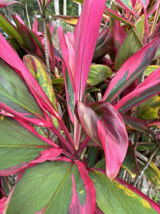 3 Hawaiian Dark Red/Green Hybrid Ti Leaf Fresh Cuttings 6" Starter Logs - Cordyline Fruticosa, Tropical Plant
