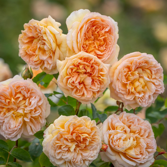 Bathsheba Rose Cuttings - 3 Pcs, Apricot-Yellow Blooms, 170+ Petals, Fragrant Climber, English Rose, Bare Root Cuttings