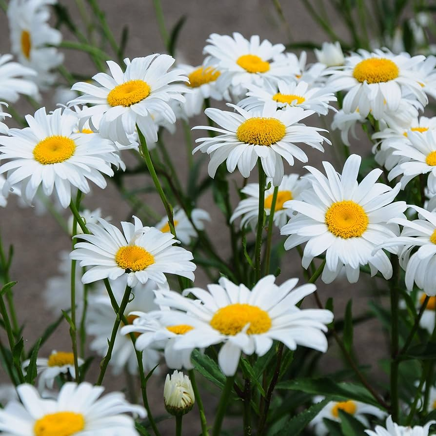 1,000 Shasta Daisy Seeds | Leucanthemum × superbum | White Perennial Flowers for Borders & Pollinator Gardens | Easy to Grow