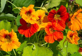 25 Seeds Nasturtium Tall Mix, Mixed Colors Edible Flowers, Heirloom Non-GMO, Vibrant Blooms, Perfect for Gardens & Culinary Use