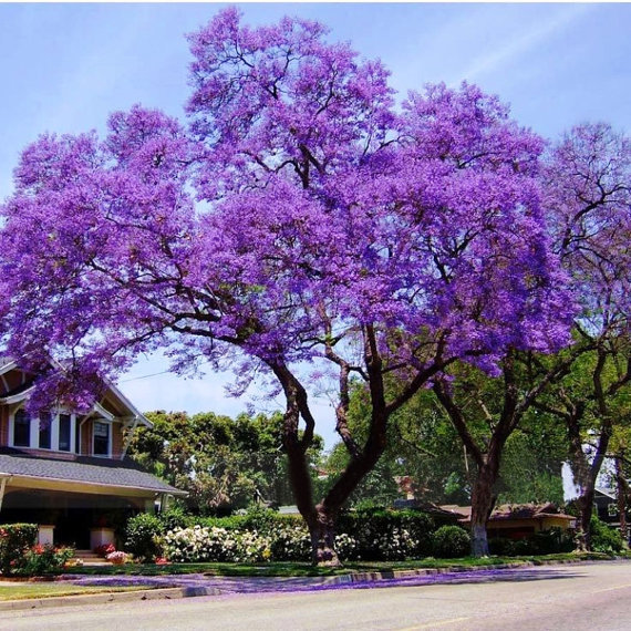 100 Royal Empress Tree Seeds (Paulownia tomentosa), Purple Flowers, Fast-Growing Tree, Decorative Tree, Garden Starter, Landscape Plant