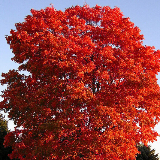 Red Maple Tree Cuttings, Acer rubrum, 12 Live Clippings, Color-Changing Foliage, USDA Zones 3-9, Wildlife Habitat