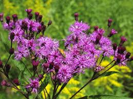 500 mg Seeds Vernonia noveboracensis (New York Ironweed) for Planting | Native Perennial Wildflower for Pollinator Gardens