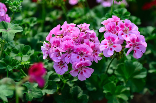 12 Hardy Fragrant Pink Flower Geranium Unrooted Cuttings - Ideal for Propagation, Container Plants, Garden Borders, and Pollinator-Friendly