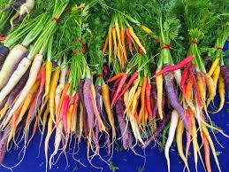 500 Rainbow Carrot Seeds | Colorful Daucus carota Blend | Grow Purple, Yellow, Orange & White Carrots | Heirloom Garden Favorite