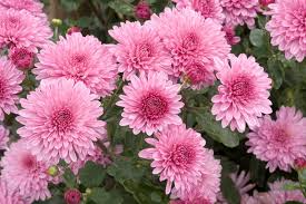 Pink Chrysanthemum Starter Plant Bare Root Early Bloom Variety USDA Zones 5-9