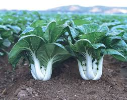 500mg Dwarf Pak Choi Seeds | Brassica rapa subsp. chinensis | Baby Bok Choy | Heirloom, Non-GMO, Tender & Compact
