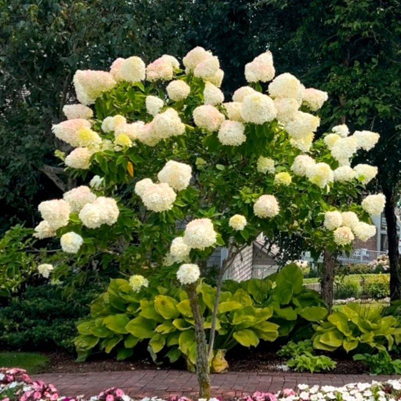 Limelight Hydrangea Cuttings (6) - Rooted 6-10 Inch - Paniculata Shrub - Zones 3-8