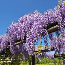 10 Hardy Purple Wisteria Unrooted Cuttings 6" - Wisteria Sinensis for Garden, Vines, and Pergolas