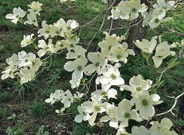 10 Flowering Dogwood Seeds | Cornus florida | Ornamental Tree for Landscaping & Wildlife Gardens | Non-GMO Spring Blooms
