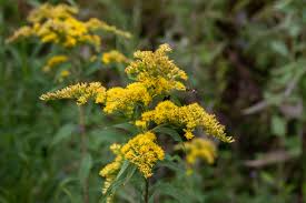 3 Goldenrod Plants - Bare Root Solidago nemoralis | Native Pollinator Wildflower | Monarch-Friendly Perennial