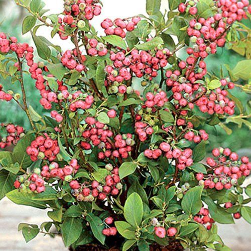 5 Pink Lemonade Blueberry Plants - Vaccinium Rabbiteye | Live Starter Plants | Unique Pink Fruit Shrubs for Garden or Container Growing