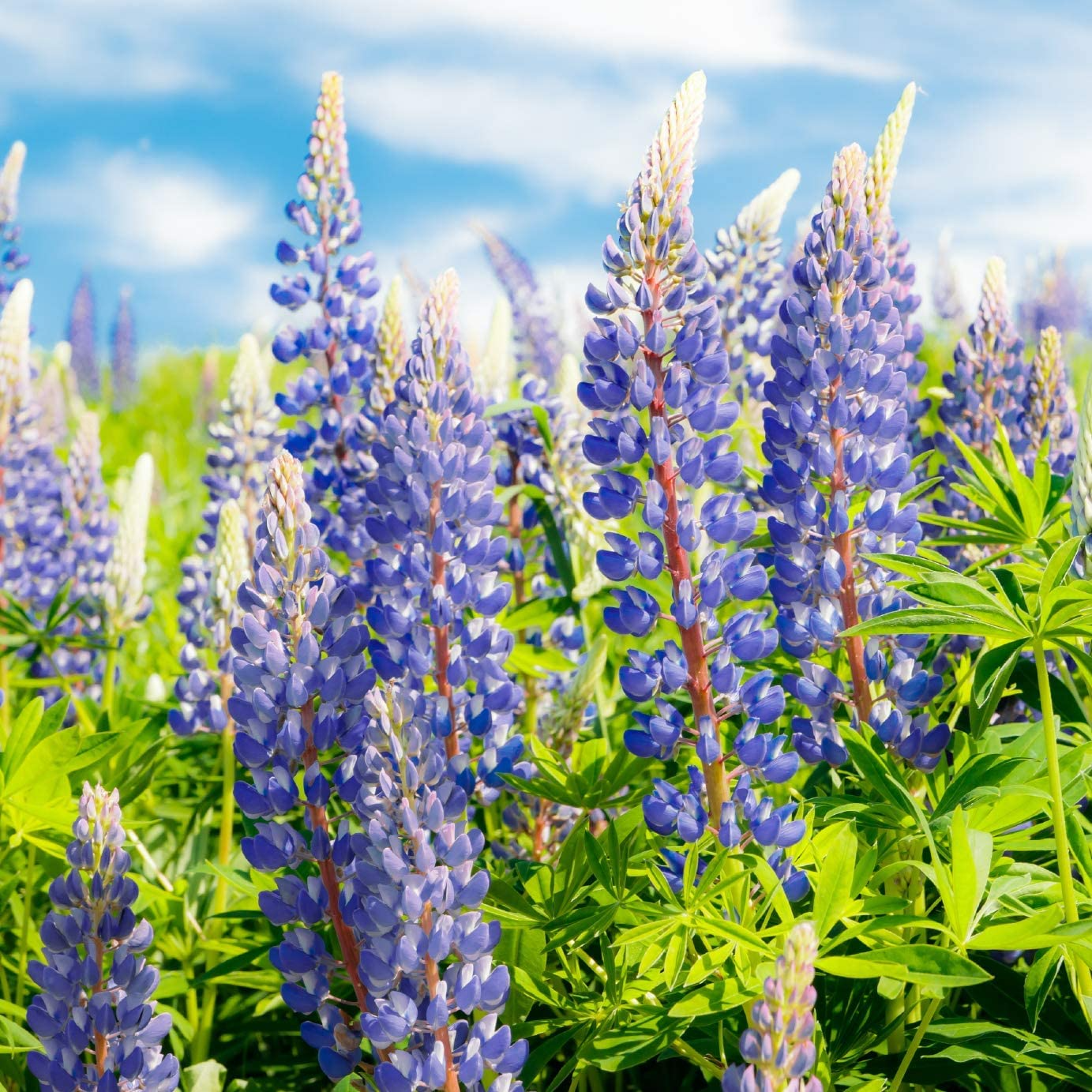 25 Seeds Lupine Perennial Blue for Planting – Lupinus perennis, Blue Flower, Hardy Plant, Easy to Grow, Attracts Pollinators, USDA Zones 3-9
