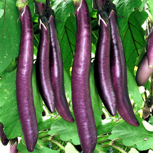 150 Long Purple Eggplant Seeds | Solanum melongena | Exotic Heirloom Vegetable | Non-GMO Seeds for Garden or Container Growing