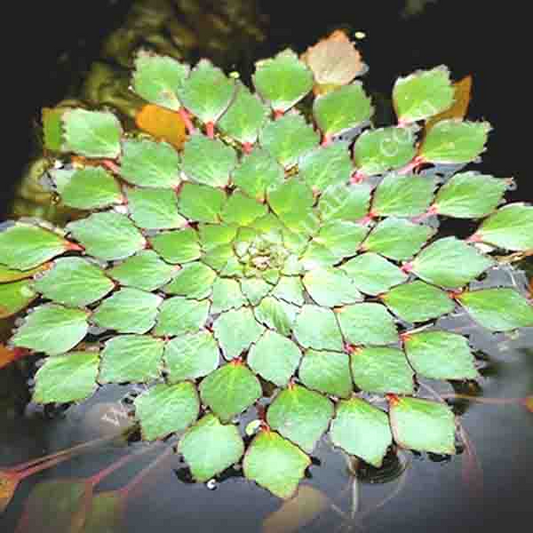 Water Mosaic Plant Cuttings (4) - Ludwigia sedioides - Floating Aquatic Plant