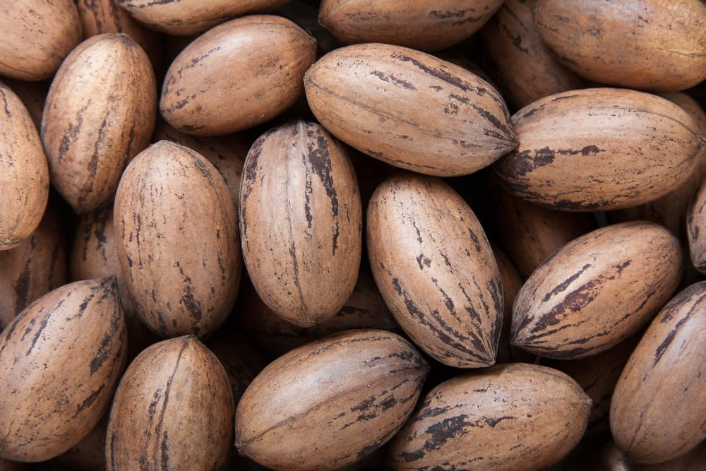 5 Pecan Tree Seeds - Carya illinoinensis | Organic Perennial Nut Tree | Fast-Growing Shade & Orchard Tree