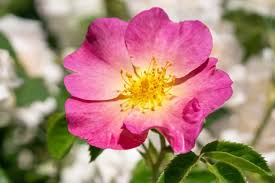 30 Woods Rose Seeds | Rosa woodsii | Grow Wild Rose Bushes from Non-GMO Seeds | Native Pink Shrub for Naturalized Landscapes