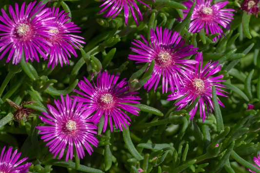 12 Creeping Ice Plant Purple/Pink 4-7" Unrooted Cuttings, Ground Cover Succulent, Rare Delosperma, Easy to Grow, Vibrant Succulent Plants