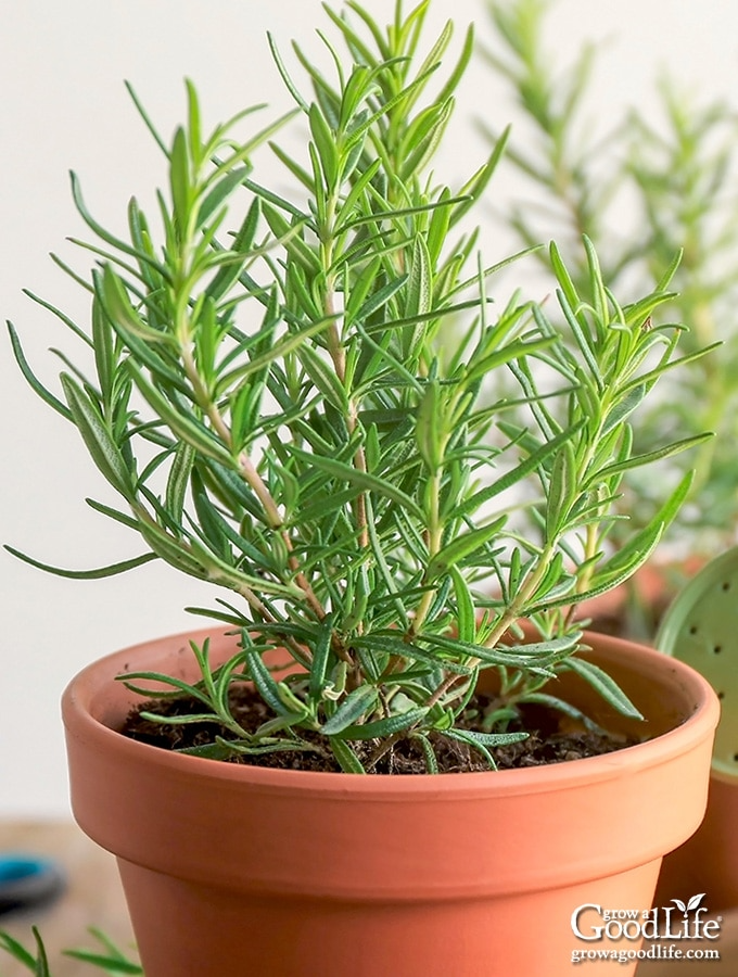 9 Organic Rosemary Herb Plant Cuttings, Rosmarinus Officinalis, Unrooted 10" Each, Fresh Culinary Herb for Propagation, Easy to Grow