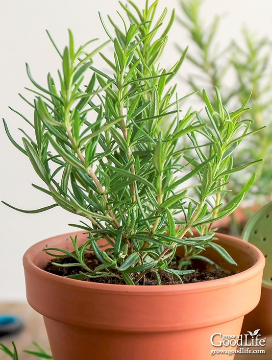 9 Organic Rosemary Herb Plant Cuttings, Rosmarinus Officinalis, Unrooted 10" Each, Fresh Culinary Herb for Propagation, Easy to Grow