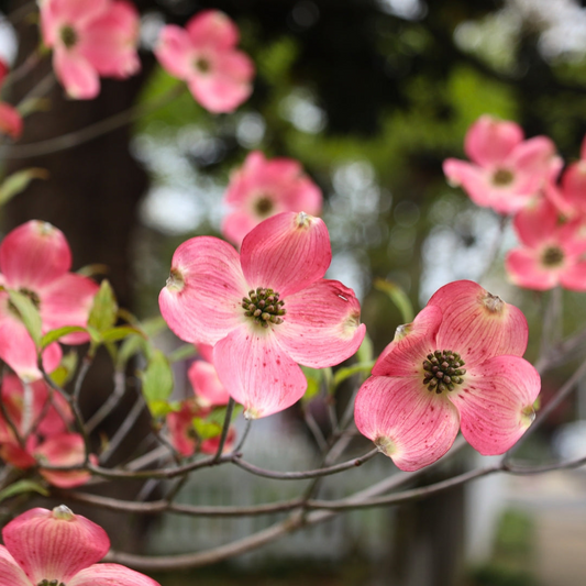 Cornus florida Cuttings - 10 Unrooted Pink Dogwood Stems, Zones 5-9