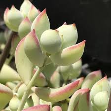 Cotyledon pendens Cuttings, 4 Unrooted Succulent Stems, Trailing Plant, USDA Zones 9-11