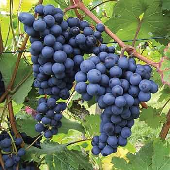 5 Cold Hardy Perennial Fruit Grape Unrooted Cuttings, Vitis spp., Fruit Grape Vine, Easy to Root, Cold Tolerant Grapevine for Garden