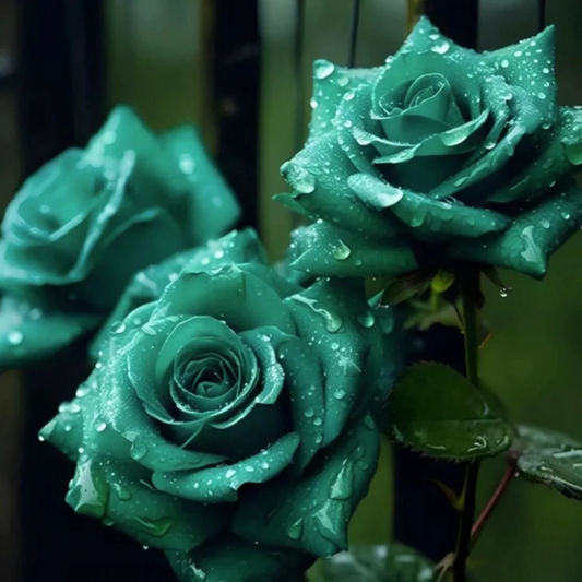 20 Seeds Scottish Green Rose - Rare Heirloom Variety - Unique Deep Green Blooms - Garden Flower Seeds - Exotic Perennial Rose