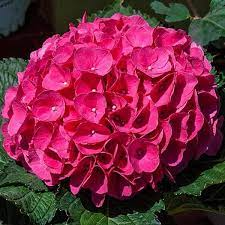 Magenta Hydrangea Cuttings, 8 Live Stems, 6" Length, Summer Blooming Shrub, USDA Zones 5-9