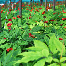 10 Seeds Asian Ginseng (Panax Ginseng) - Medicinal Perennial Herb - Heirloom Adaptogenic Root Plant - Grow Your Own Herbal Remedy