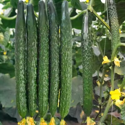 60 Seeds Asian Suyo Long Cucumber - Heirloom Non-GMO - High Yield China Long Hybrid - Sweet & Crisp - Great for Greenhouses, Gardens
