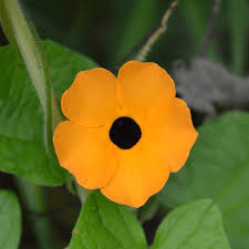 100 Black Eyed Susan Vine Seeds | Thunbergia alata | Exotic Climbing Flower | Non-GMO Seeds for Vertical Gardens & Trellises
