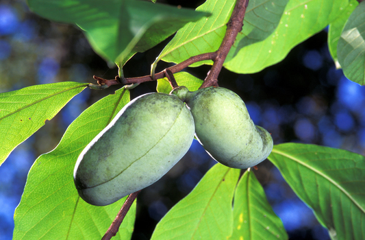 20 Pawpaw Tree Seeds - Asimina triloba | Edible Native Fruit Tree | Indian Banana Seeds for Planting in USDA Zones 5–9