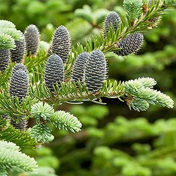30 Abies balsamea Seeds - Balsam Fir from Lake States | Cold-Hardy Evergreen Seeds Ideal for Planting, Landscaping, Reforestation & Gardens