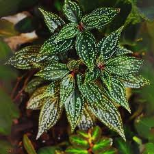 Sonerila 'Galaxy' Terrarium Plant - Rare Melastomataceae - Potted w/Roots - Low/Medium Light - US Grown