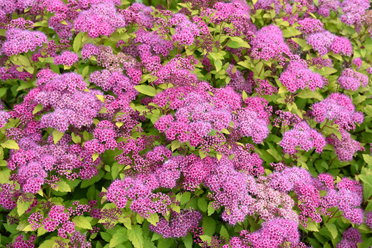 10 Magic Carpet Spirea Cuttings - Unrooted 6-8" | Easy to Grow, Colorful Shrub