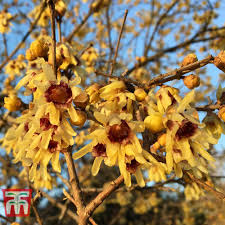 10 Wintersweet Tree Seeds | Chimonanthus praecox | Non-GMO Fragrant Winter Blooms | Bonsai or Ornamental Shrub for Cold Seasons