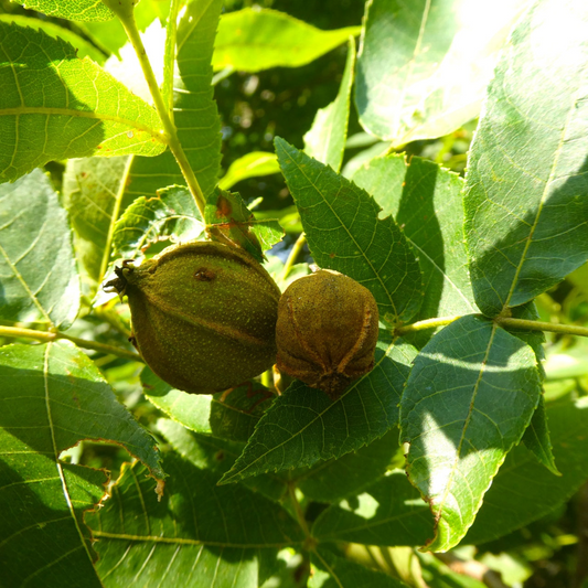 8 Bitternut Hickory Tree Live Cuttings (Carya cordiformis) 8" Long, Healthy Seedling, Hardy Tree for Landscaping, Native North American Tree