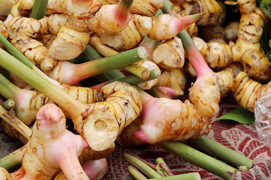 Thai Ginger Galangal Roots, Alpinia galanga, 6 Live Rhizomes, Tropical Culinary Plant, USDA Zones 9-12