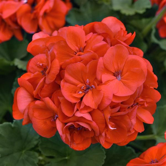 Geranium Cuttings, Pelargonium, 3 Red-Orange Flowering Stems, Unrooted, USDA Zones 9-11
