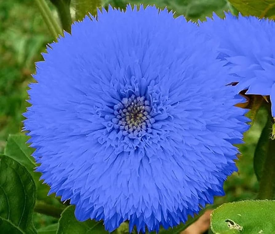 50 Blue Teddy Bear Sunflower Seeds - Fluffy Blooms - Rare Heirloom Variety - Pollinator Friendly - Easy to Grow
