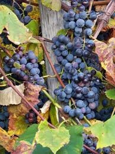 Concord Grape Thin Cuttings (12) - Organic - 6 Inch Unrooted - Hardy Perennial Vine - Zones 4-8