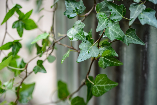 12 English Ivy Cuttings - Live Plant - Hardy & Easy to Grow - Roots Included - Indoor/Outdoor - Low Maintenance - Fast Growing
