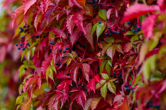 Virginia Creeper Vine Cuttings, Parthenocissus quinquefolia, 12 Rooted Clippings, Native Climbing Vine, USDA Zones 3-9