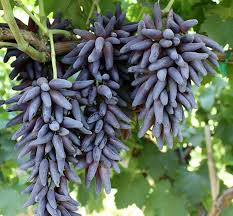 Witch Fingers Grape Cuttings (2) - Vitis vinifera - Long Purple Grapes - Unrooted Vines w/Soy Wax - Propagation Ready