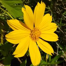 10 Organic Mexican Sunflower (Tithonia diversifolia) Unrooted Cuttings - Perennial, Fast-Growing, Bright Yellow Flowers, Easy to Grow